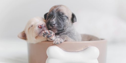 Puppy and kitten vet in Arlington, TX